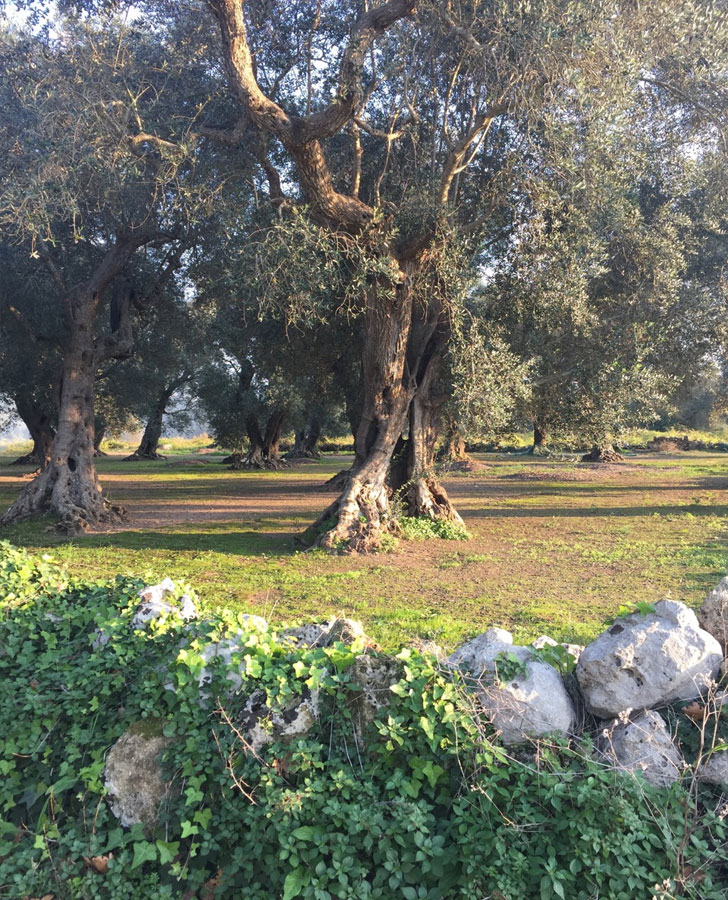 Casananda Retreats